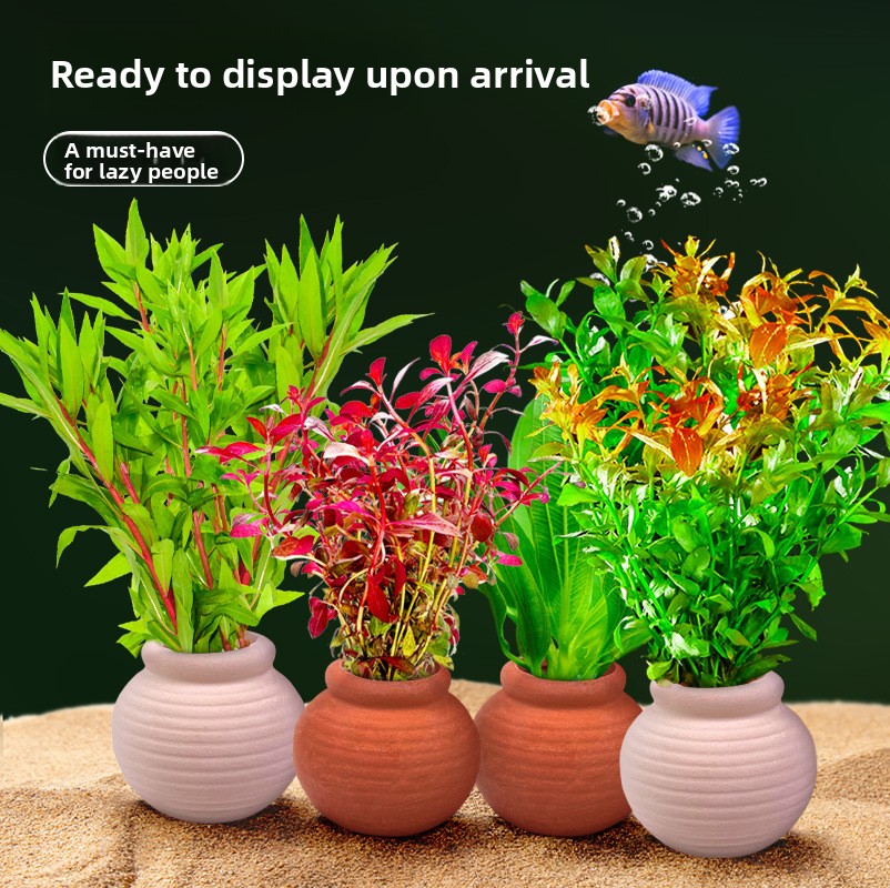 Kotwice для аквариумных растен – обзор и цена Planted Aquarium Anubias