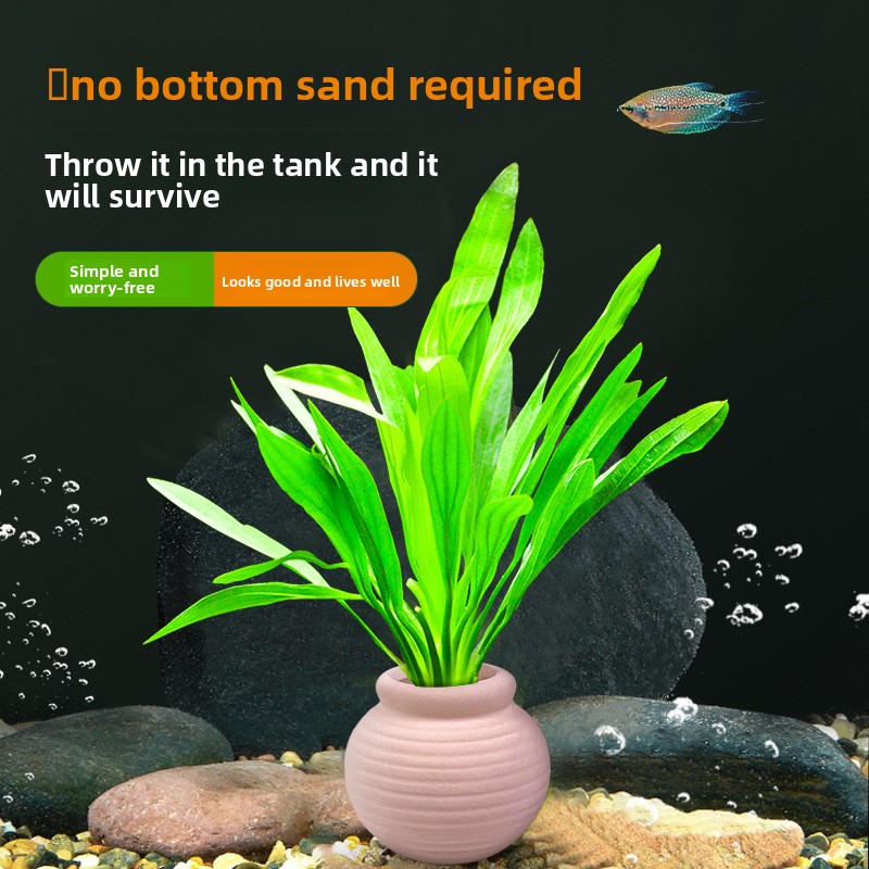 Kotwice для аквариумных растен – обзор и цена Planted Aquarium Anubias