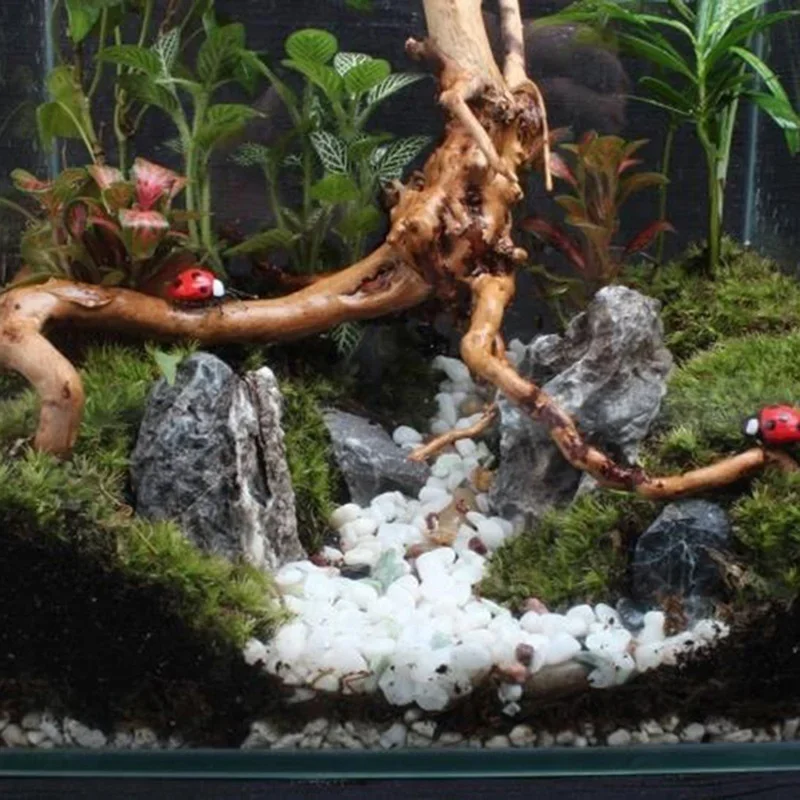 Натуральный ствол дерева Drift – обзор и цена Aquarium Plant Design