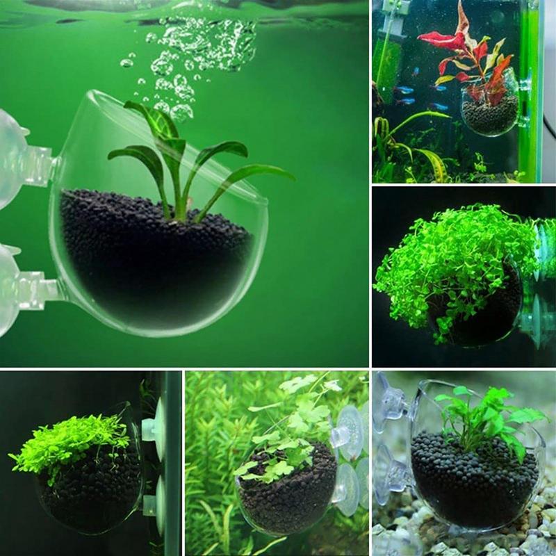 Горшок для аквариумных растени – обзор и цена Aquarium Plant Seeds