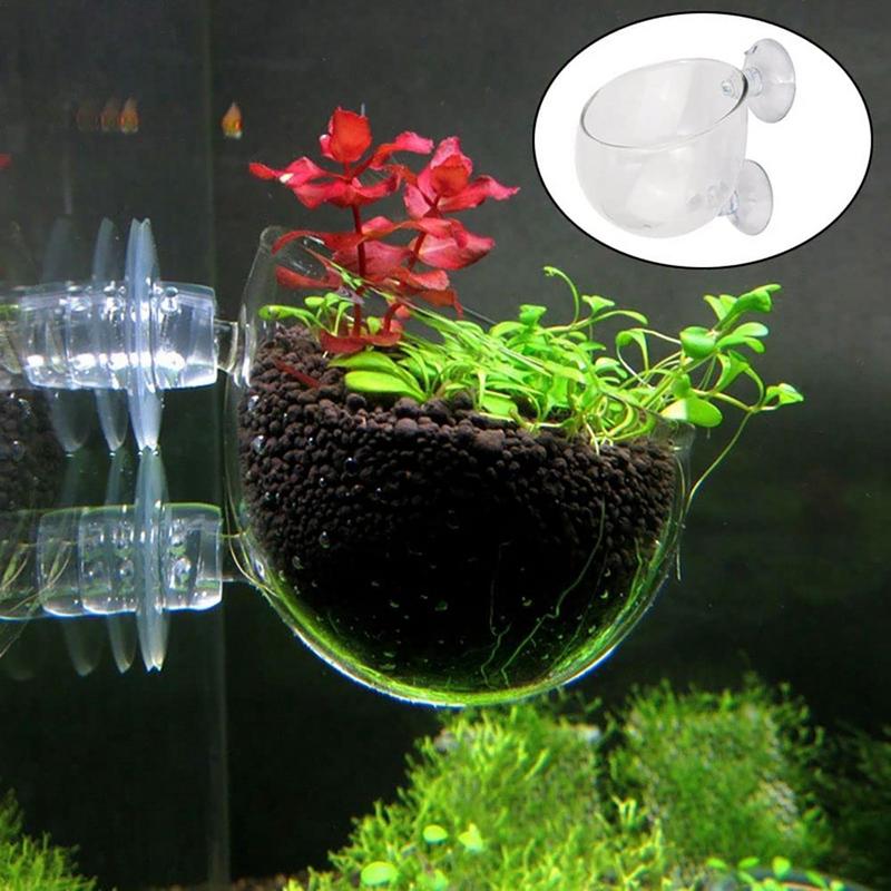 Горшок для аквариумных растени – обзор и цена Aquarium Plant Seeds