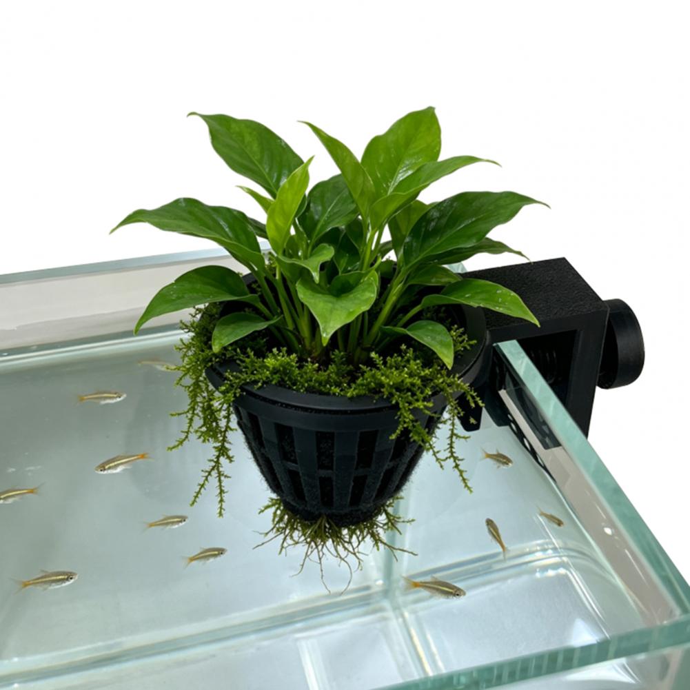 Держатель для водных растений  – обзор и цена Planted Aquarium Anubias