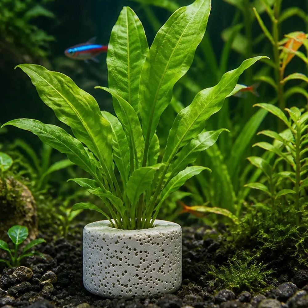 10 шт. утяжеленных колец для ф – обзор и цена Planted Aquarium Pictures