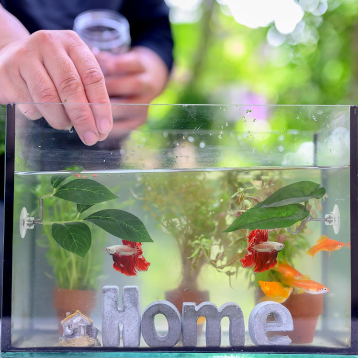 1 шт. Гамак для рыбок Бетта, м – обзор и цена Aquarium Plant Design