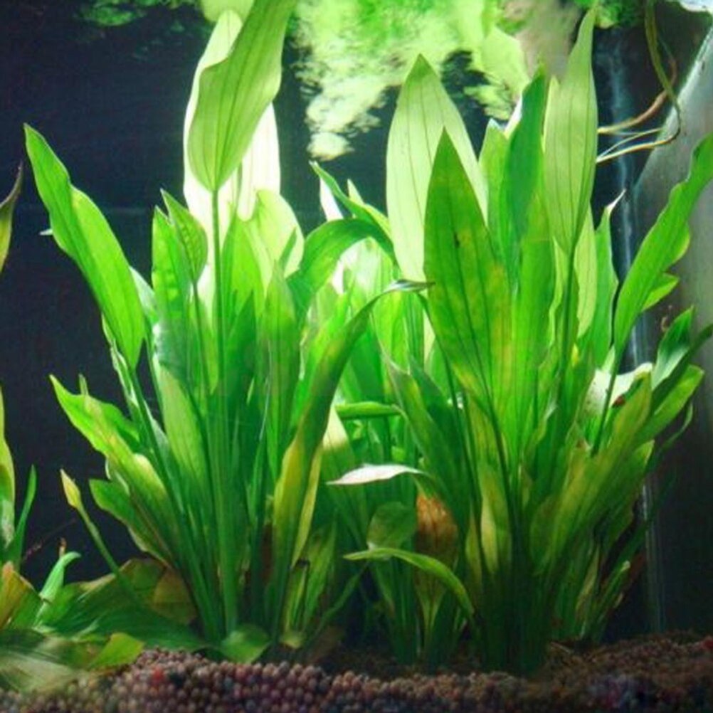 15 см искусственный декор для  – обзор и цена Aquarium Plant Design