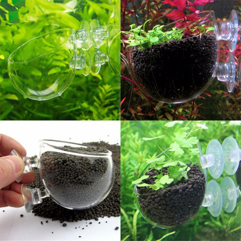 Стеклянная цилиндрическая чашк – обзор и цена Aquarium Plant Seeds