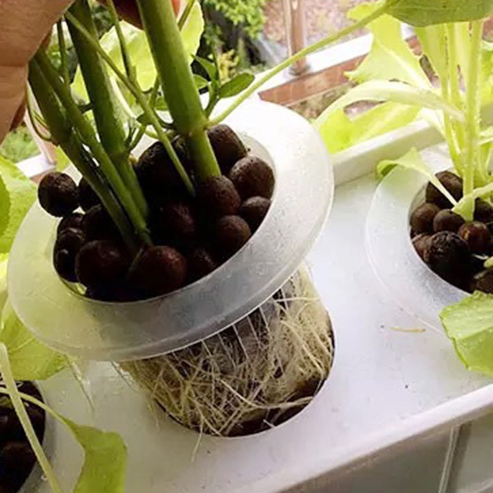 10/50 шт. прочные посадочные а – обзор и цена Aquarium Plant Seeds
